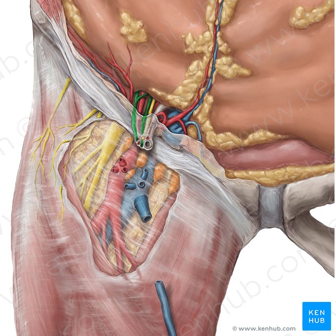 Vena testicularis (Hodenvene); Bild: Hannah Ely