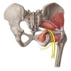 Nervus ischiadicus