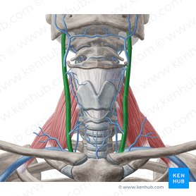 Vena jugularis interna (Innere Drosselvene); Bild: Yousun Koh