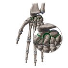 Intercarpal joints