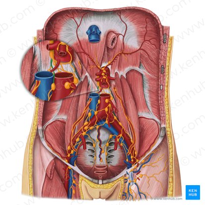 Right lumbar lymphatic trunk (Truncus lymphaticus lumbalis dexter); Image: Irina Münstermann