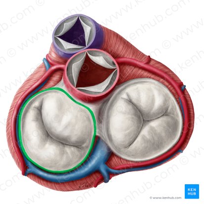 Fibrous ring of left atrioventricular valve (Anulus fibrosus valvae atrioventricularis sinistrae); Image: Yousun Koh