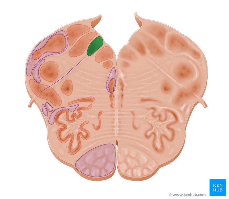 cross-section-of-the-medulla-oblongata-nuclei-and-tracts-kenhub