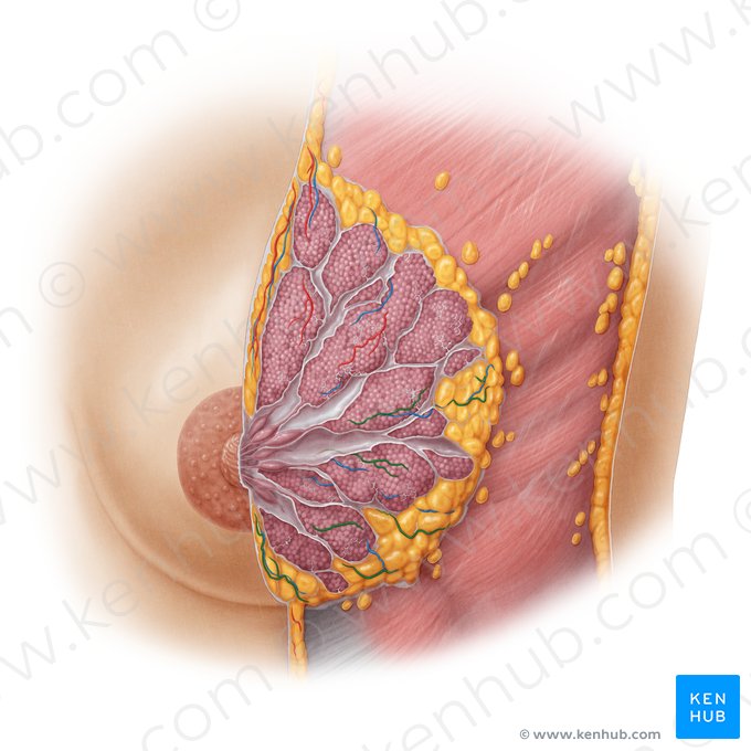 Rami mammarii laterales arteriae intercostalis posterioris (Seitliche Brustdrüsenäste der hinteren Zwischenrippenarterie); Bild: Samantha Zimmerman