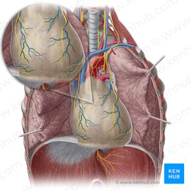 Pericardiacophrenic artery (Arteria pericardiacophrenica); Image: Yousun Koh