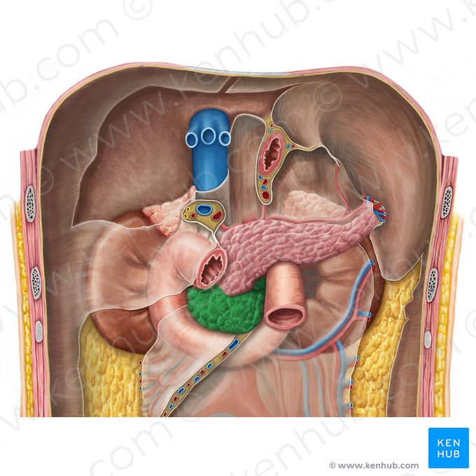 Cabeza del páncreas (Caput pancreatis); Imagen: Irina Münstermann