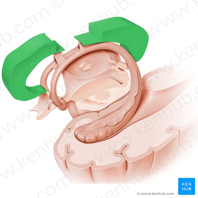 Corpo caloso (Corpus callosum); Imagem: Paul Kim