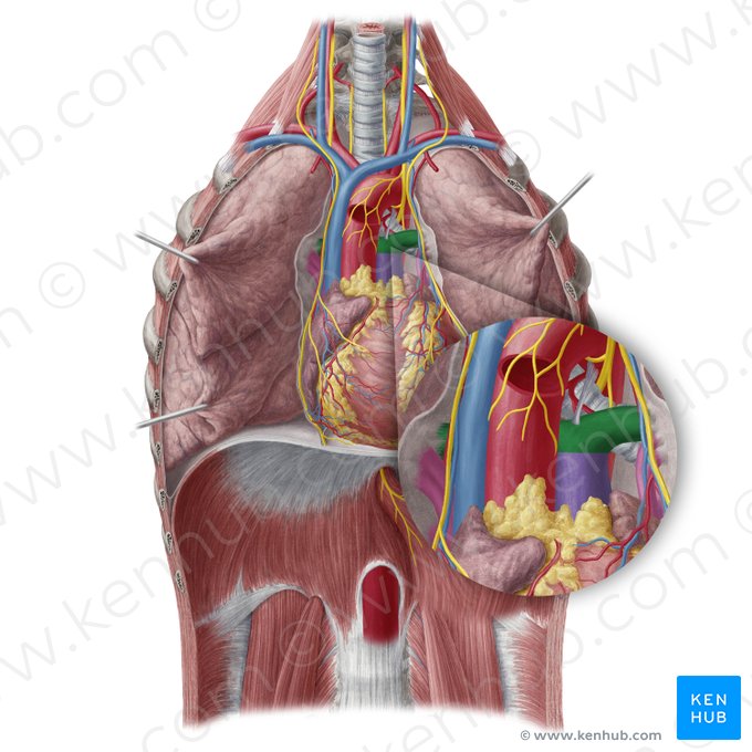 Pulmonary artery (Arteria pulmonalis); Image: Yousun Koh
