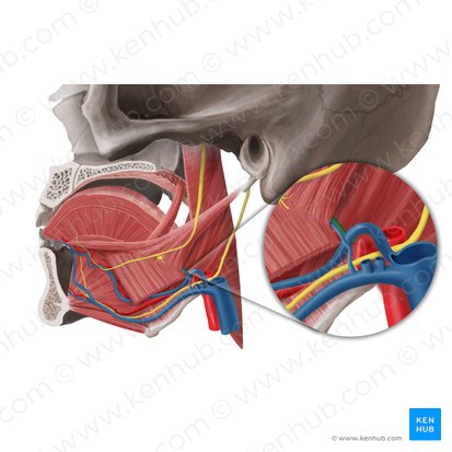 Dorsal lingual artery (Arteria dorsalis linguae); Image: Begoña Rodriguez