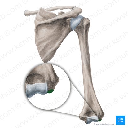 Capitulum of humerus (Capitulum humeri); Image: Yousun Koh