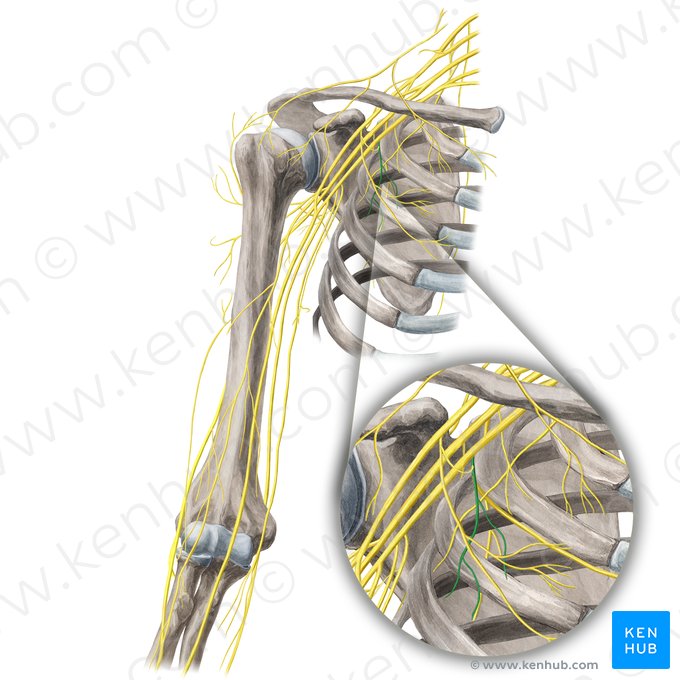 Nervio pectoral medial (Nervus pectoralis medialis); Imagen: Yousun Koh