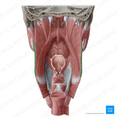 Parte tireofaríngea do músculo constritor inferior da farínge (Pars thyropharyngea musculi constrictoris pharyngis inferioris); Imagem: Yousun Koh