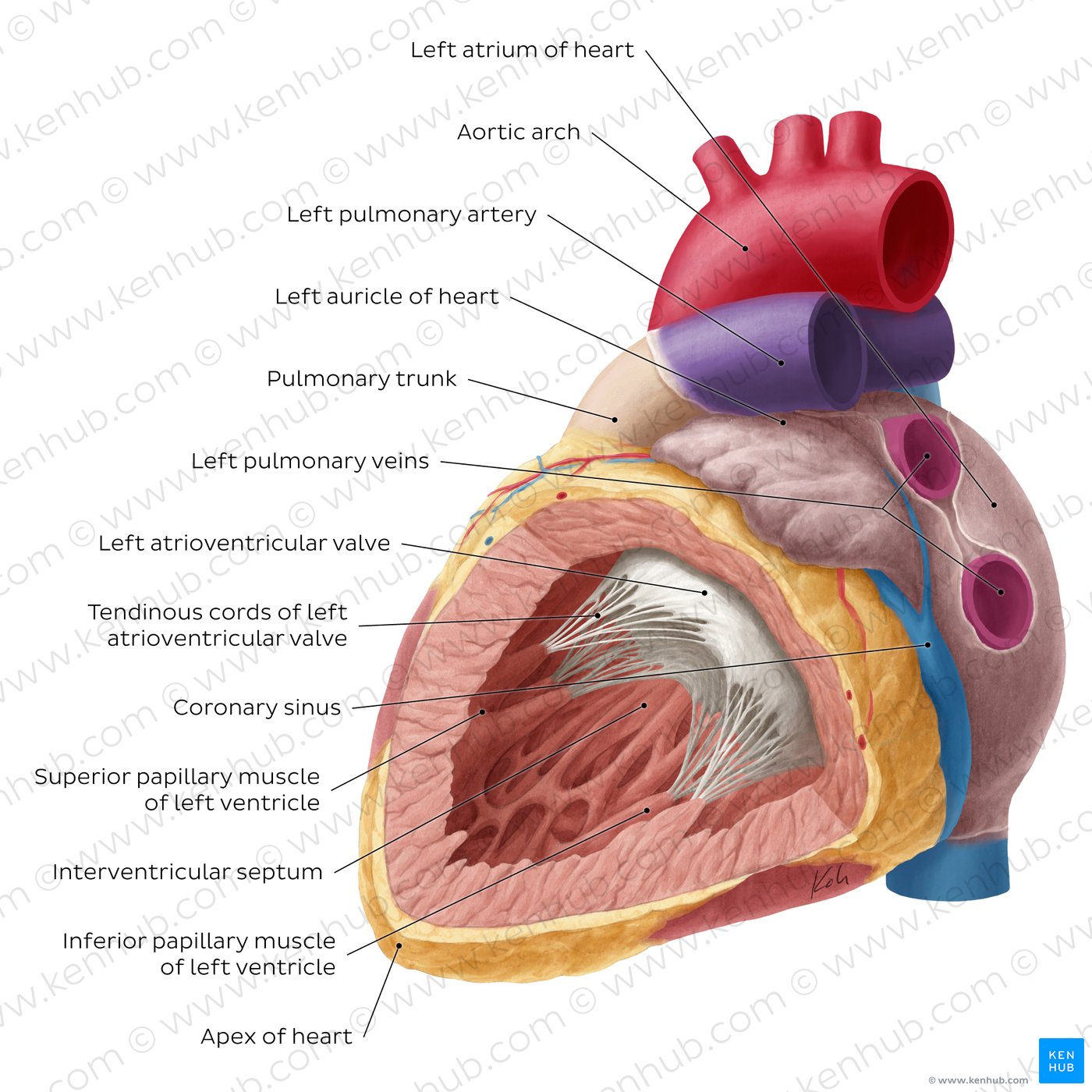 Left atrium and ventricle of the heart (labeled)