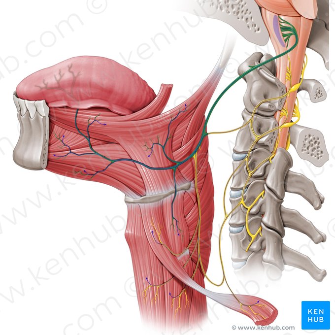 Nervo hipoglosso (Nervus hypoglossus); Imagem: Paul Kim