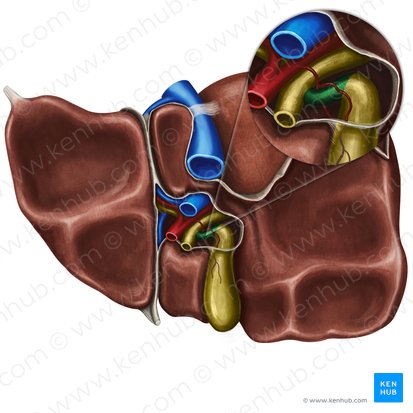 Cystic duct (Ductus cysticus); Image: Irina Münstermann