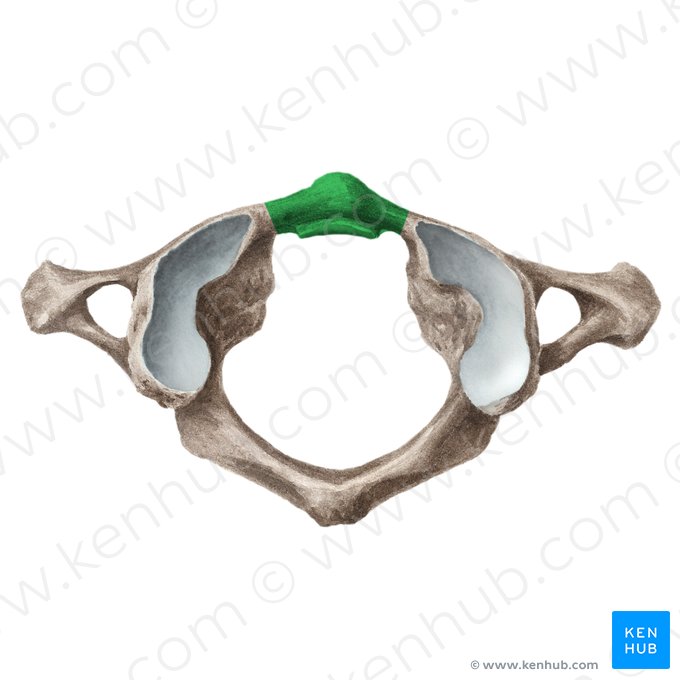 Arco anterior del atlas (Arcus anterior atlantis); Imagen: Liene Znotina