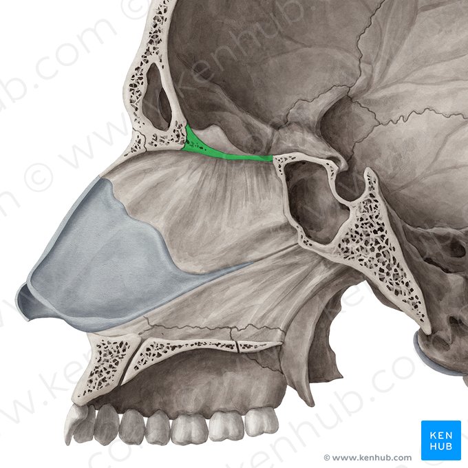 Cribriform plate of ethmoid bone (Lamina cribrosa ossis ethmoidalis); Image: Yousun Koh