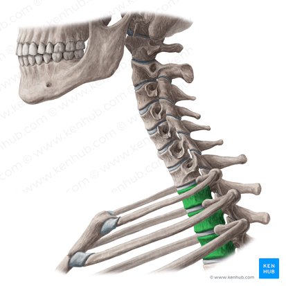Bodies of vertebrae T1-T3 (Corpora vertebrarum T1-T3); Image: Yousun Koh