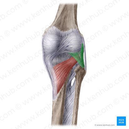 Ligamento poplíteo arqueado (Ligamentum popliteum arcuatum); Imagem: Liene Znotina