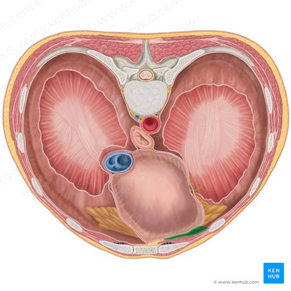 Left costomediastinal recess (Recessus costomediastinalis sinister); Image: Brendon Farley