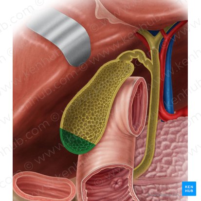 Fondo de la vesícula biliar (Fundus vesicae biliaris); Imagen: Samantha Zimmerman