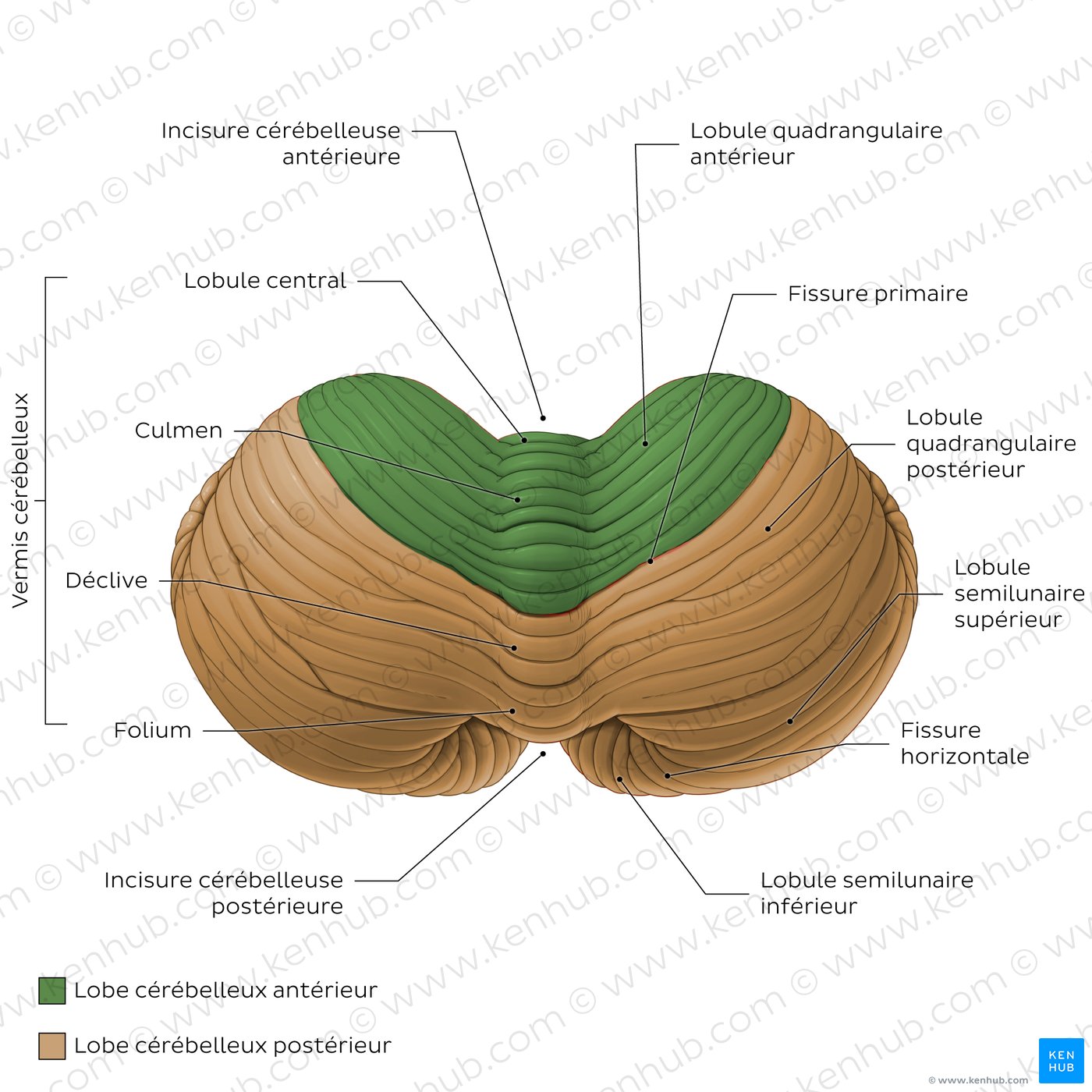 Anatomy of the cerebellum - Superior view