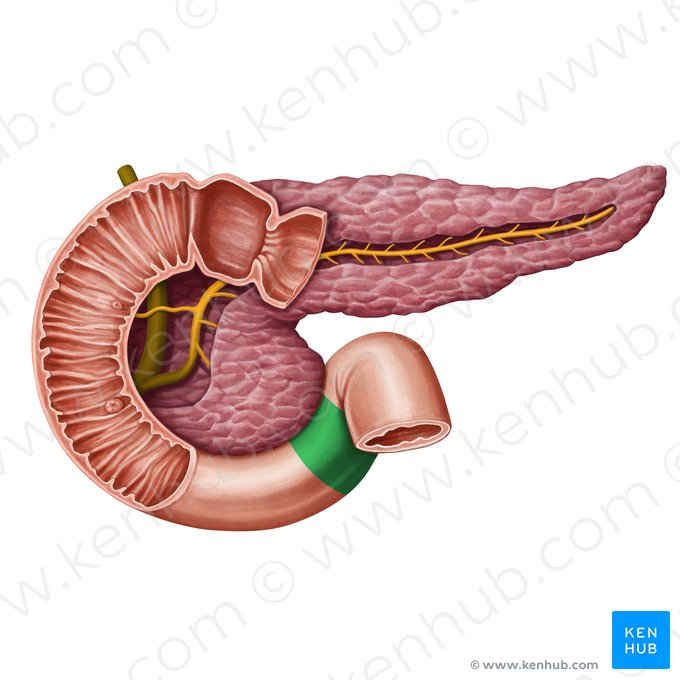 Ascending part of duodenum (Pars ascendens duodeni); Image: Irina Münstermann