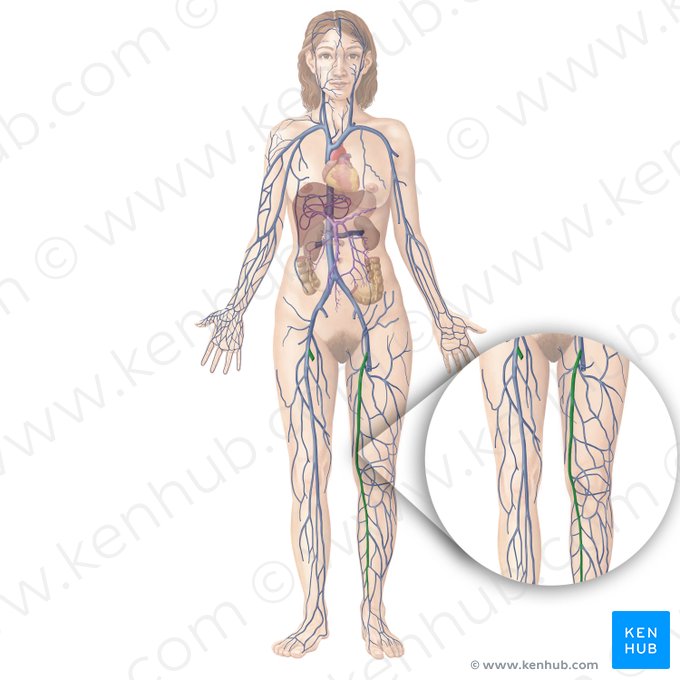 Great saphenous vein (Vena saphena magna); Image: Begoña Rodriguez