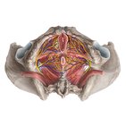 Neurovasculature of the female perineum