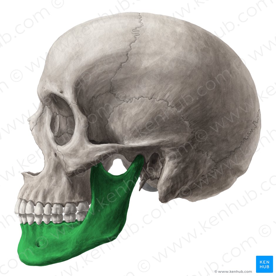 Skull anatomy: Anterior and lateral views of the skull | Kenhub