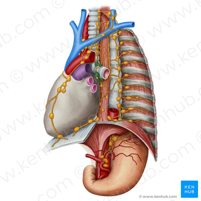Tracheobronchial lymph nodes (Nodi lymphoidei tracheobronchiales); Image: Irina Münstermann