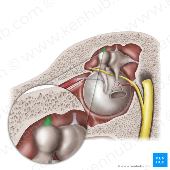 Ligamento superior do martelo (Ligamentum superius mallei); Imagem: Mao Miyamoto