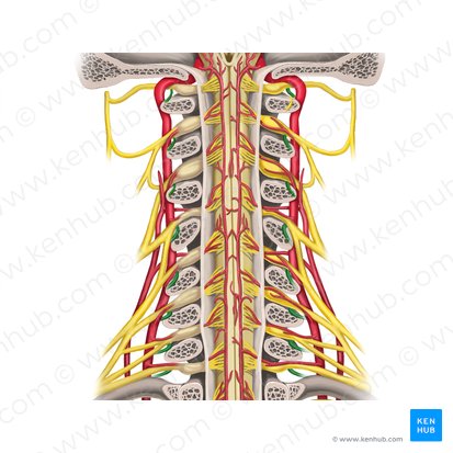 Posterior rami of spinal nerves C1-C8 (Rami posteriores nervi spinalium C1-C8); Image: Rebecca Betts