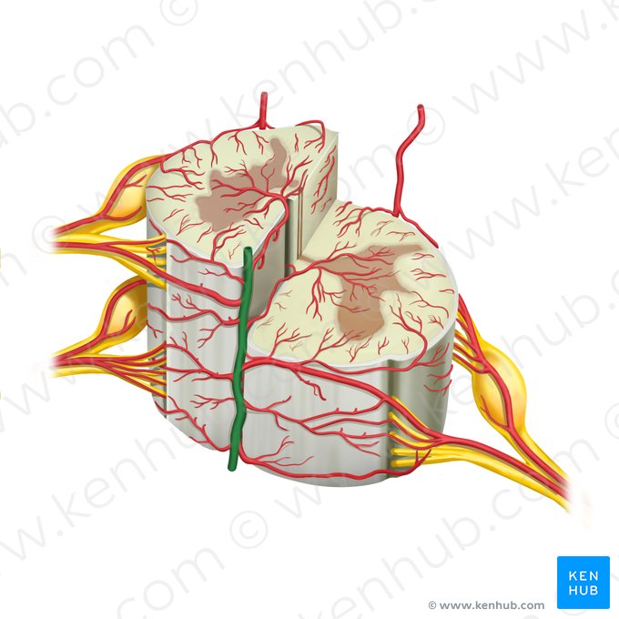 Artéria espinal anterior (Arteria spinalis anterior); Imagem: Rebecca Betts