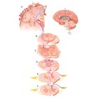Posterior column-medial lemniscus pathway (PCML)