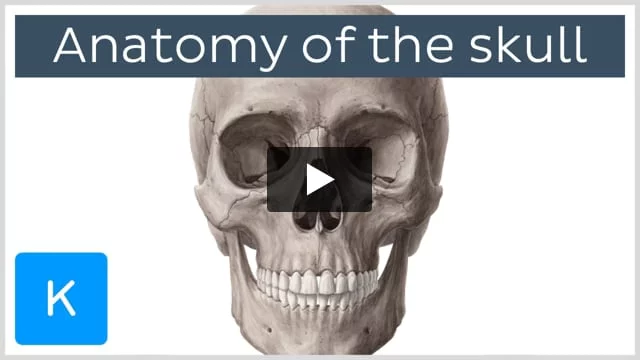 Skull: Anatomy, structure, bones, quizzes