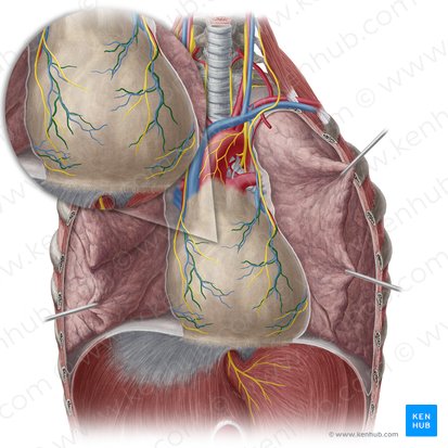 Arteria pericardiacophrenica (Herzbeutel-Zwerchfell-Arterie); Bild: Yousun Koh