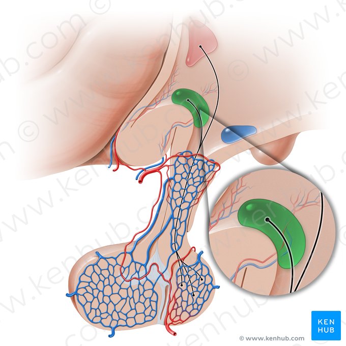 Nucleus supraopticus (Supraoptischer Kern); Bild: Paul Kim