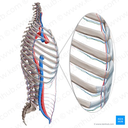 Anterior intercostal artery (Arteria intercostalis anterior); Image: Paul Kim