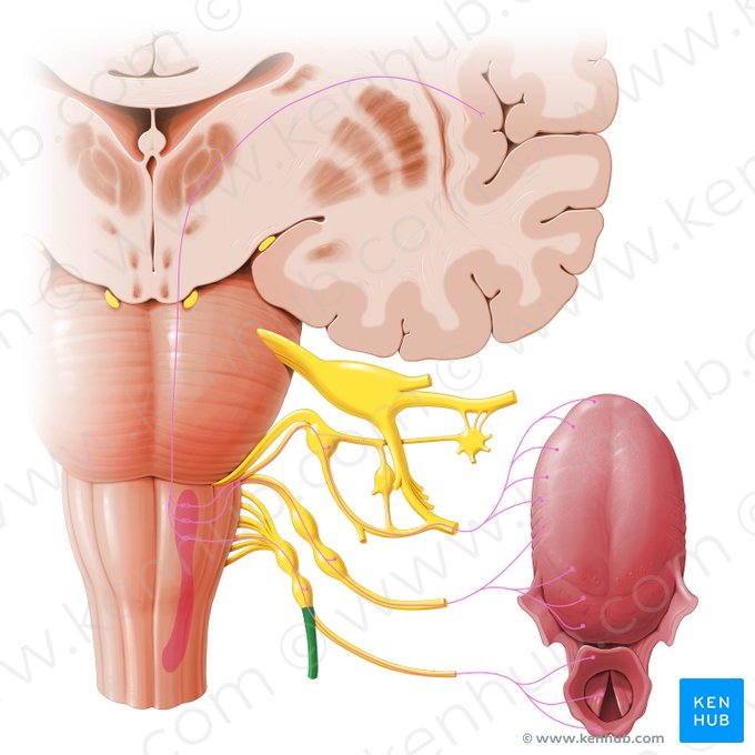 Nervio vago (Nervus vagus); Imagen: Paul Kim