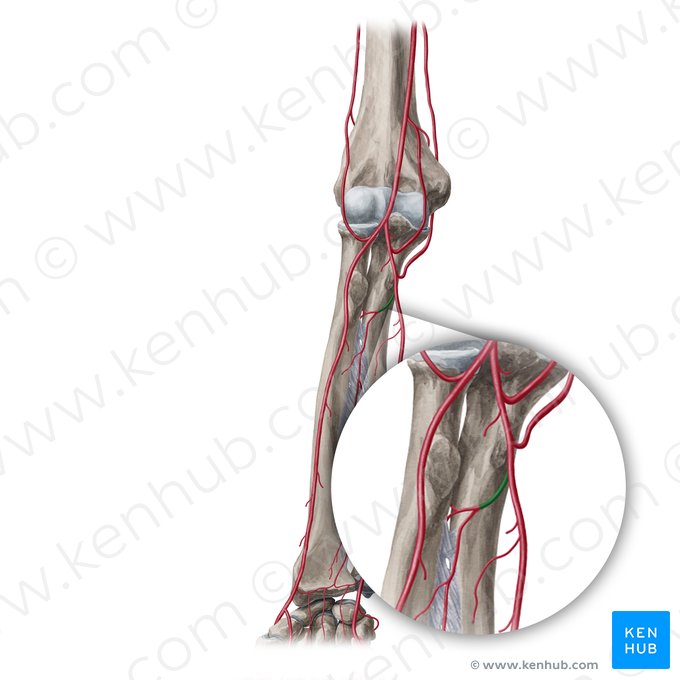 Common interosseous artery (Arteria interossea communis); Image: Yousun Koh