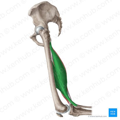 Músculo bíceps femoral (Musculus biceps femoris); Imagem: Liene Znotina