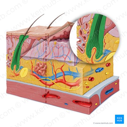 Folículo piloso (Folliculus pili); Imagem: Paul Kim