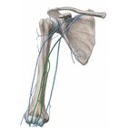 Vena brachialis