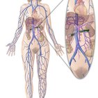 Vena renal