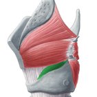 Lateral cricoarytenoid muscle