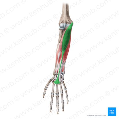 Músculo palmar longo (Musculus palmaris longus); Imagem: Yousun Koh