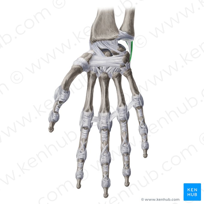 Ligamento colateral ulnar do carpo (Ligamentum collaterale ulnare carpi); Imagem: Yousun Koh