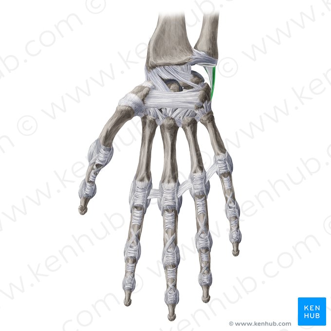 Ligament collatéral ulnaire de l'articulation du poignet (Ligamentum collaterale ulnare carpi); Image : Yousun Koh