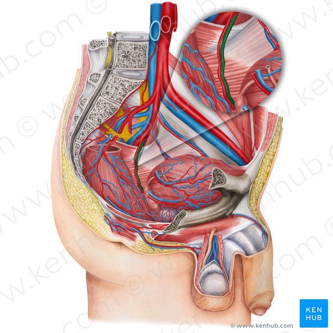 Venas rectales medias izquierdas (Venae anorectales mediae sinistrae); Imagen: Irina Münstermann